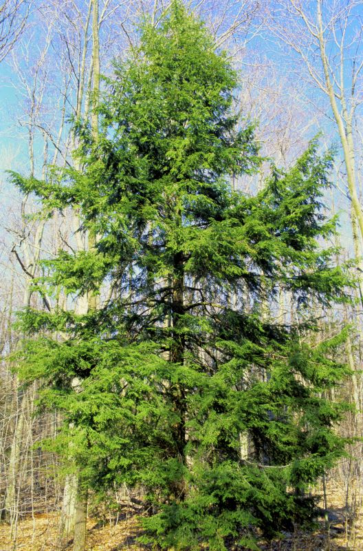 Hemlock Removal in Burlington County, NJ