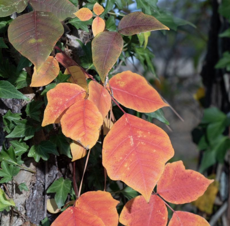 Poison Ivy Removal in Honolulu, HI