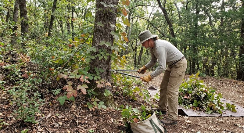 Hemlock Removal in Pottstown, PA