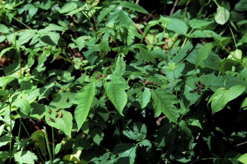 Poison Ivy Removal in Burlington County, NJ