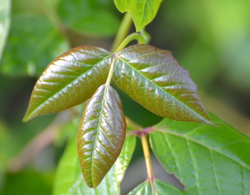 Poison Ivy Removal in Philadelphia, PA