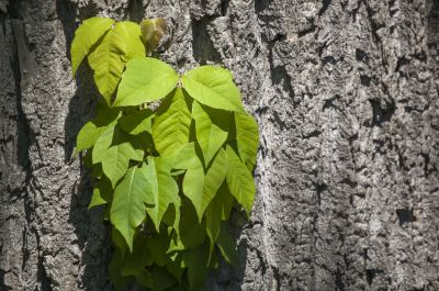 Poison Oak Removal in Philadelphia, PA