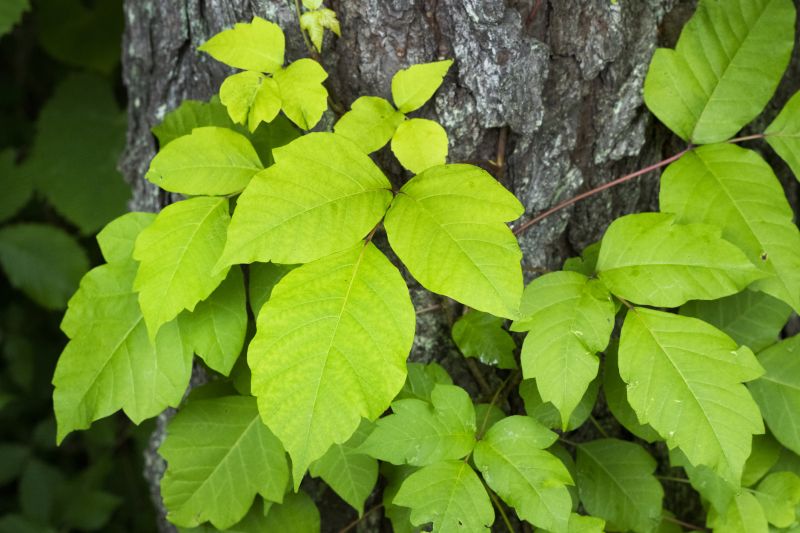 Poison Oak Removal in Wilmington, DE