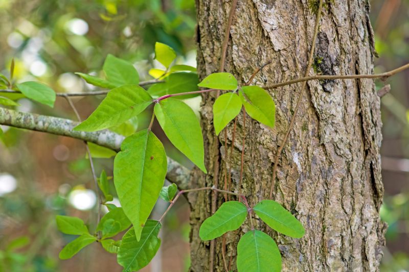 Poison Oak Removal in Pottstown, PA