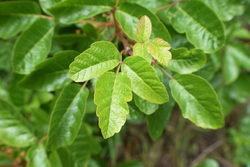 Poison Oak Removal in Pottstown, PA