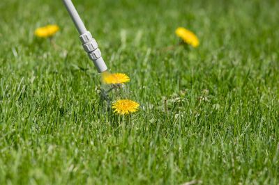 Thistle Treatment in Ventura County, CA